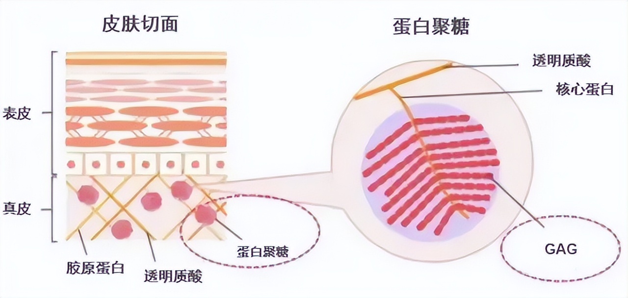鱼子酱和玻色因哪个抗衰效果好,玻色因抗衰精华推荐
