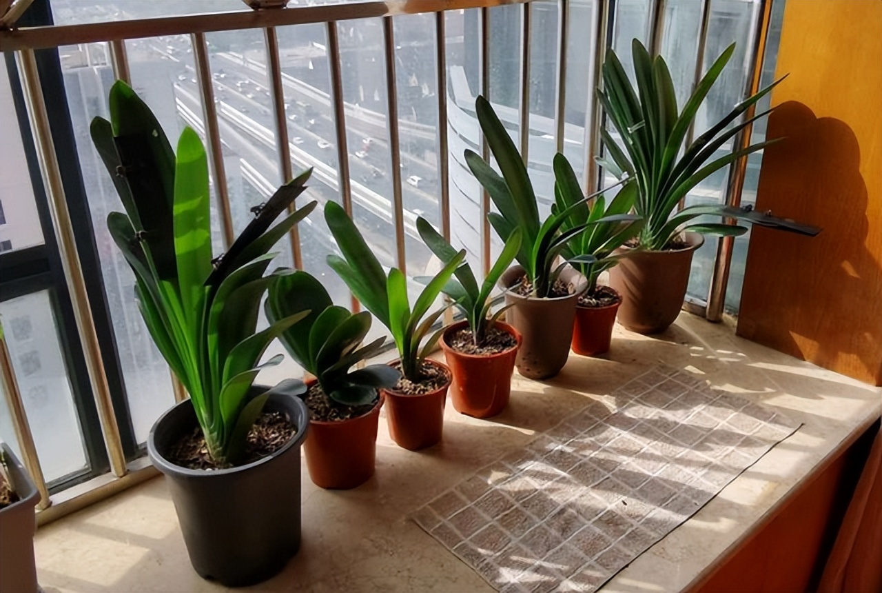 君子兰怎么摆放叶子不会长歪视频,君子兰在东阳台和南阳台正确摆放