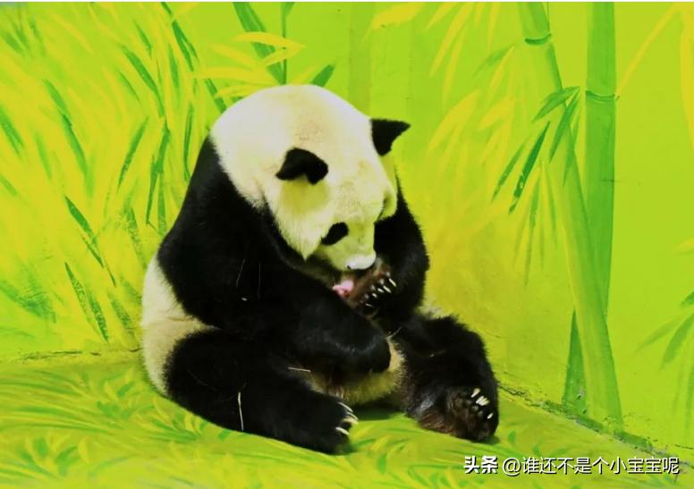 梅清大熊猫小时候去长隆视频,大熊猫梅清短腿