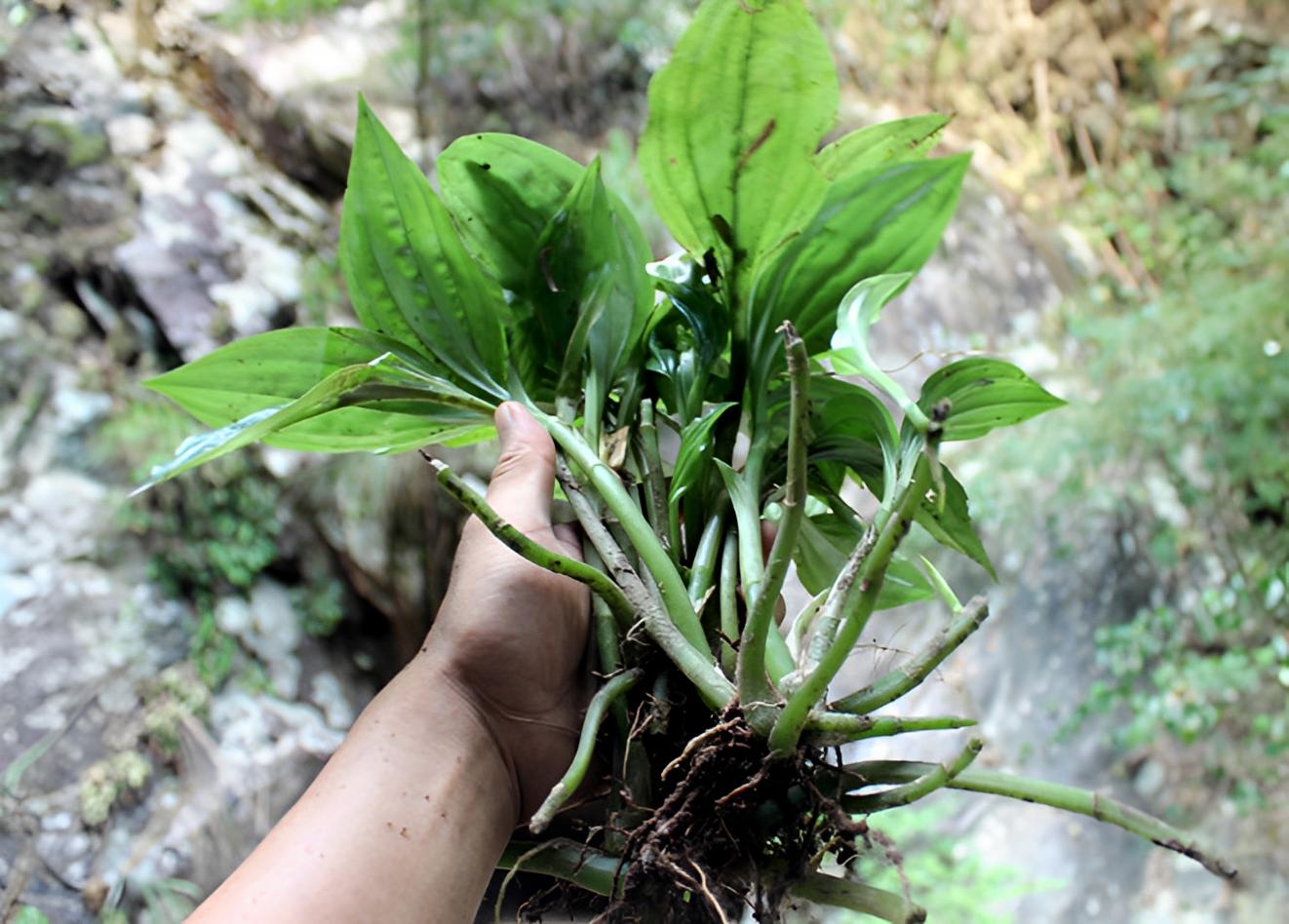 被称为“见血清”，在竹林里被忽视，如今越来越珍贵，见到请重视