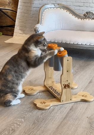 养猫省钱妙招排毛球,养猫不掉毛妙招有哪些方法