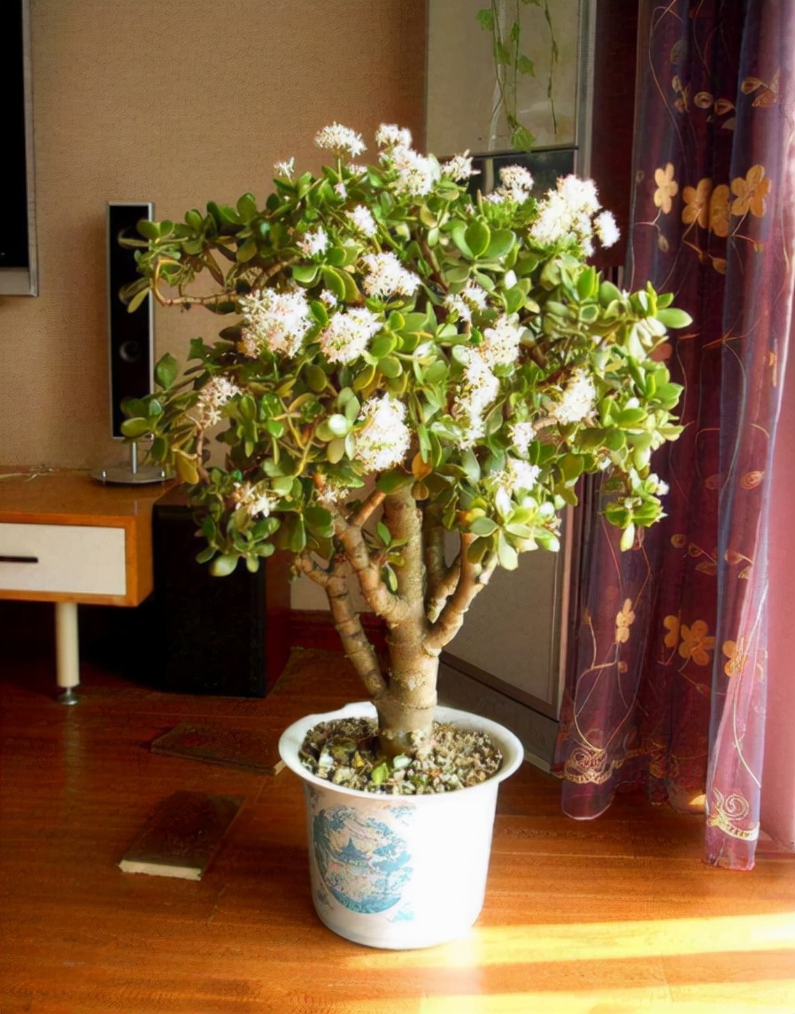 容易养的花苗而且开花时间长,10种公认最好养的花占地小