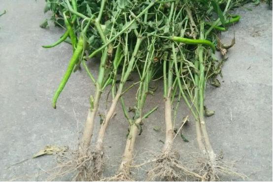 辣椒所有叶子病害大图识别与防治,辣椒结果期需要预防的虫害