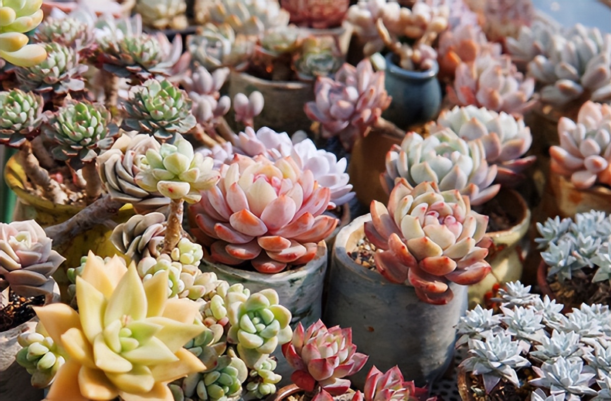 网购多肉如何快速种植成活,网购多肉植物如何入门养护