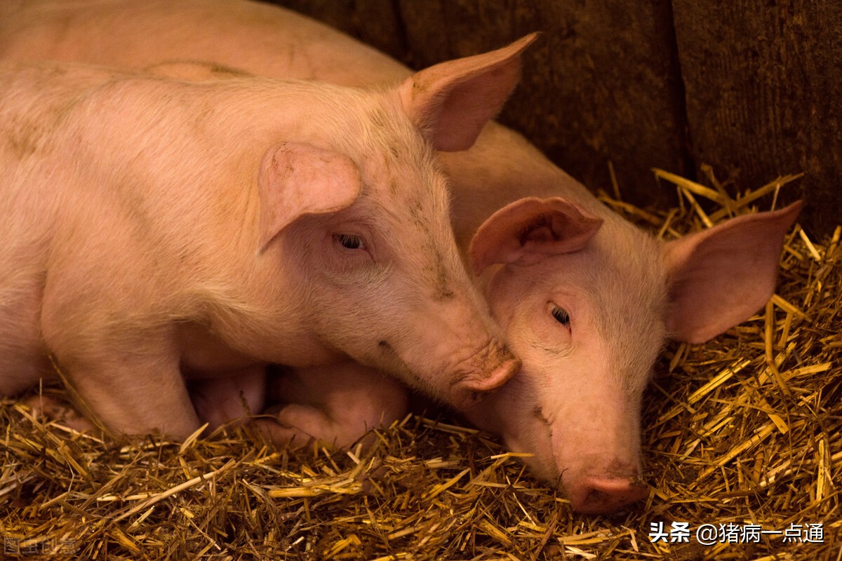 猪瘟弱毒疫苗使用方法,打了猪瘟疫苗可以打抗病毒药吗