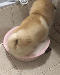 哈士奇大型犬可以养吗,哈士奇犬为什么不建议养