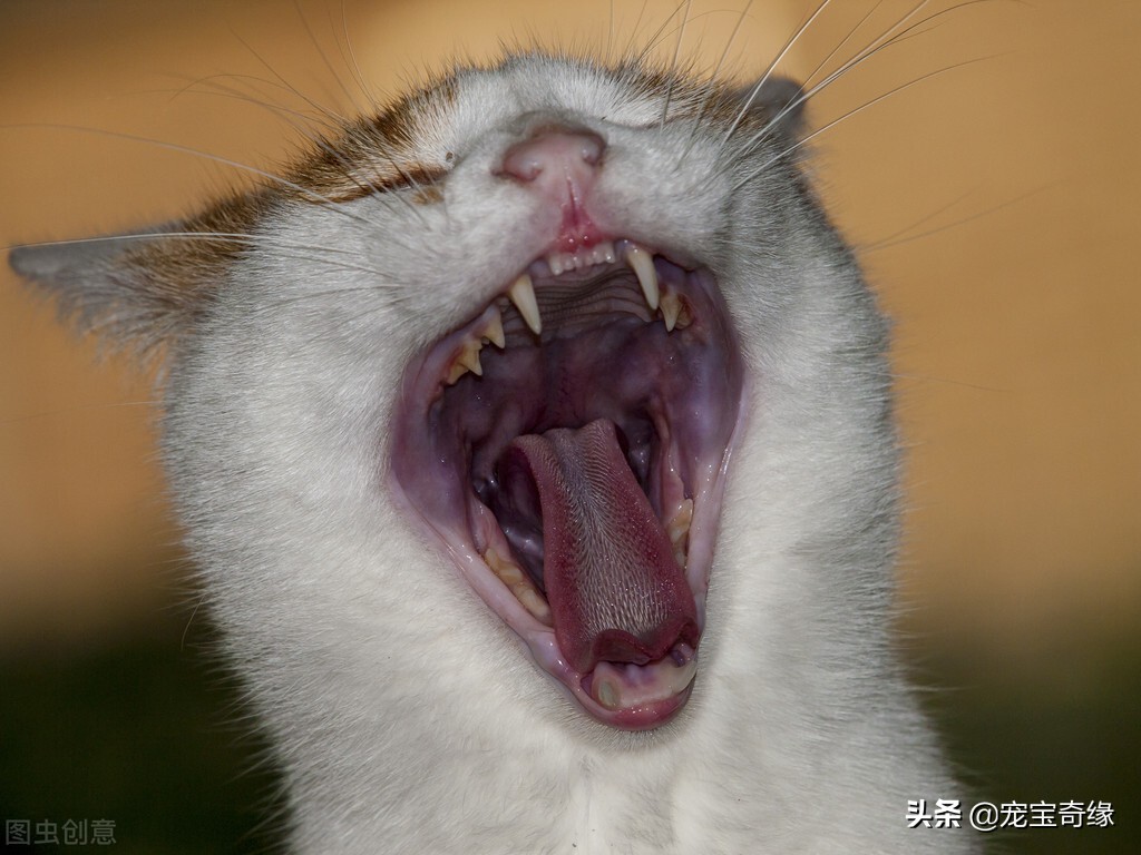 猫为什么会臭到震惊,猫怎么越养越臭