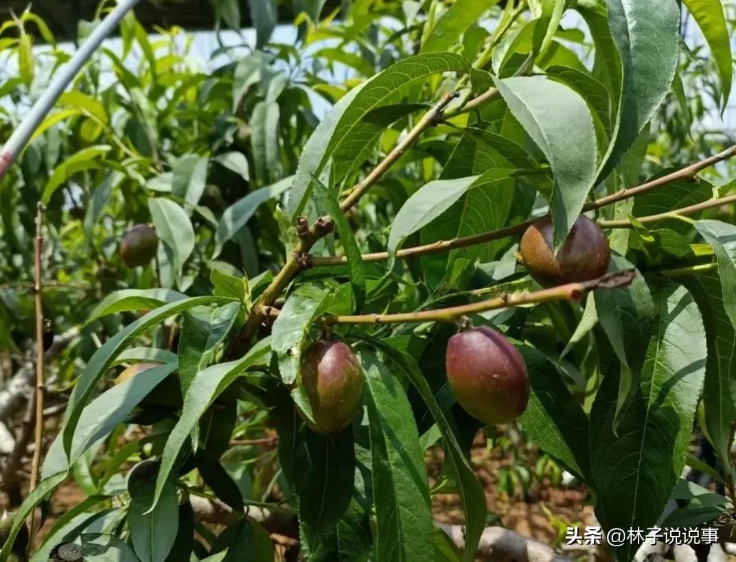 农村低成本创业项目小本生意投资,农村创业项目推荐2022小本生意