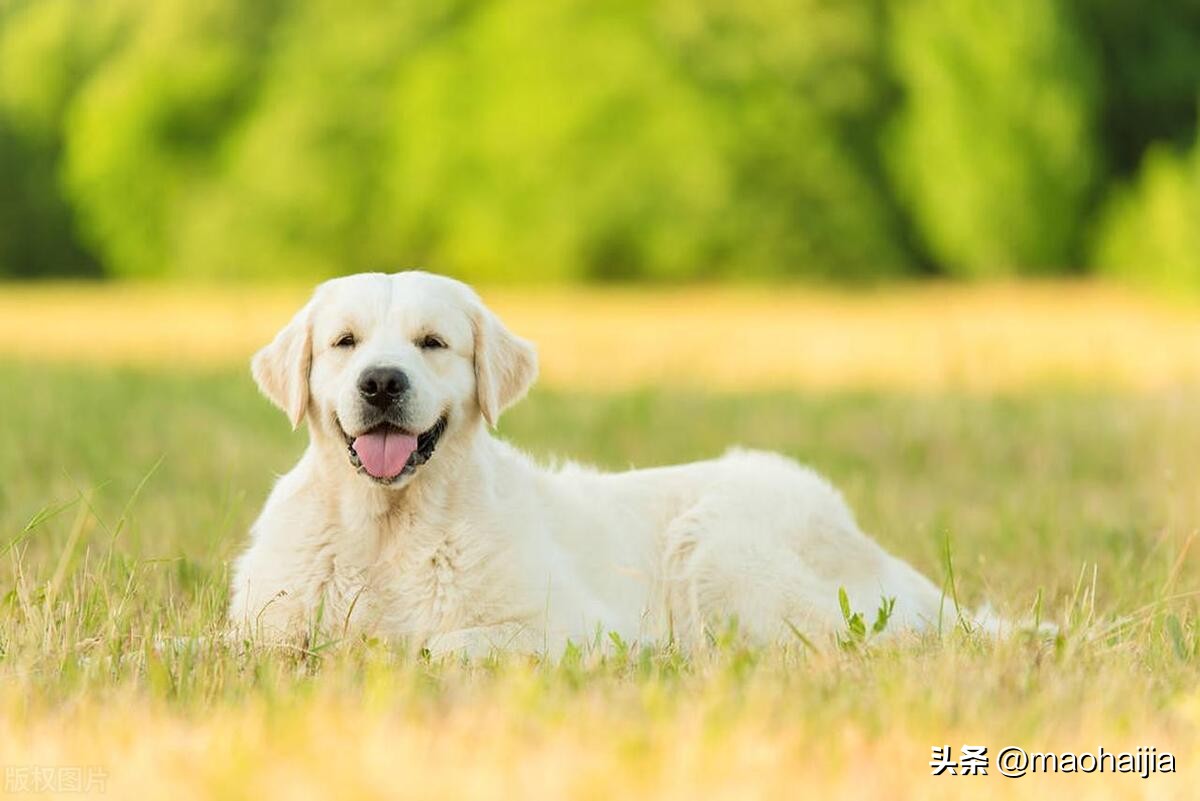 拉布拉多纯正血统幼犬,纯种拉布拉多犬幼犬出售信息大全
