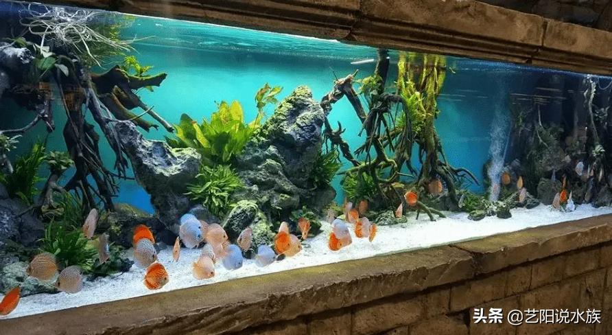 鱼当天卖不完死了怎么办,鱼活不过三天怎么办