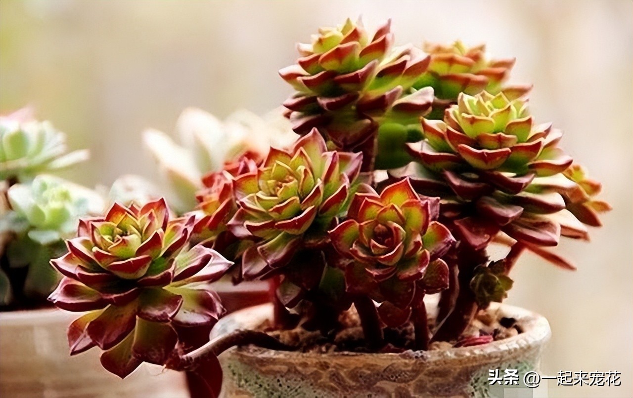 人见人喜欢的多肉,多肉蒂亚怎么养新手必看