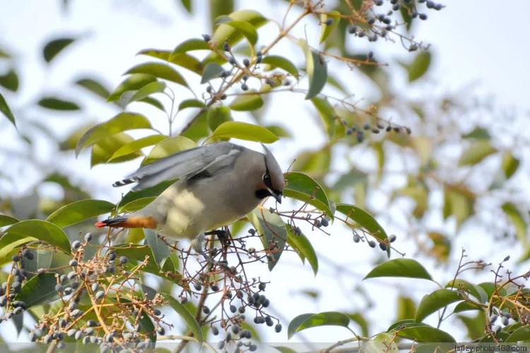太平鸟图片大鸟,太平鸟图片大全高清壁纸