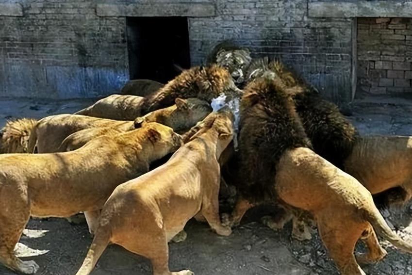 67岁老人闯入狮子园被狮子拖,男子误入狮子园狮口脱险