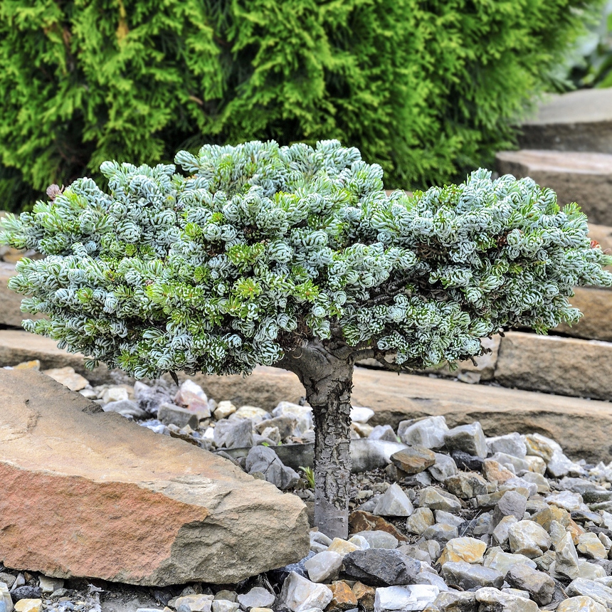 朝鲜冷杉,冷杉园艺