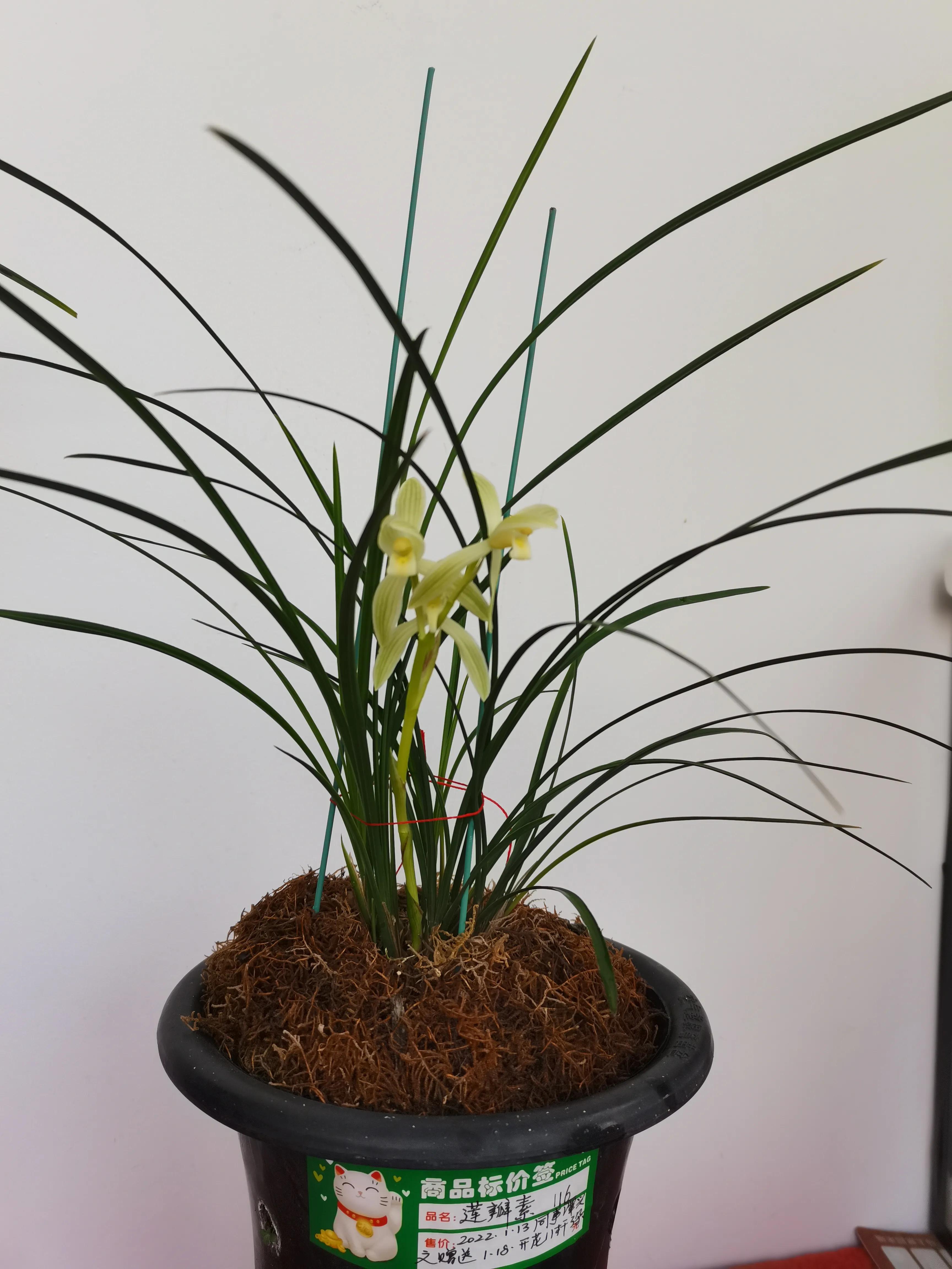 云南小雪素哪里的质量最好,云南兰花小雪素