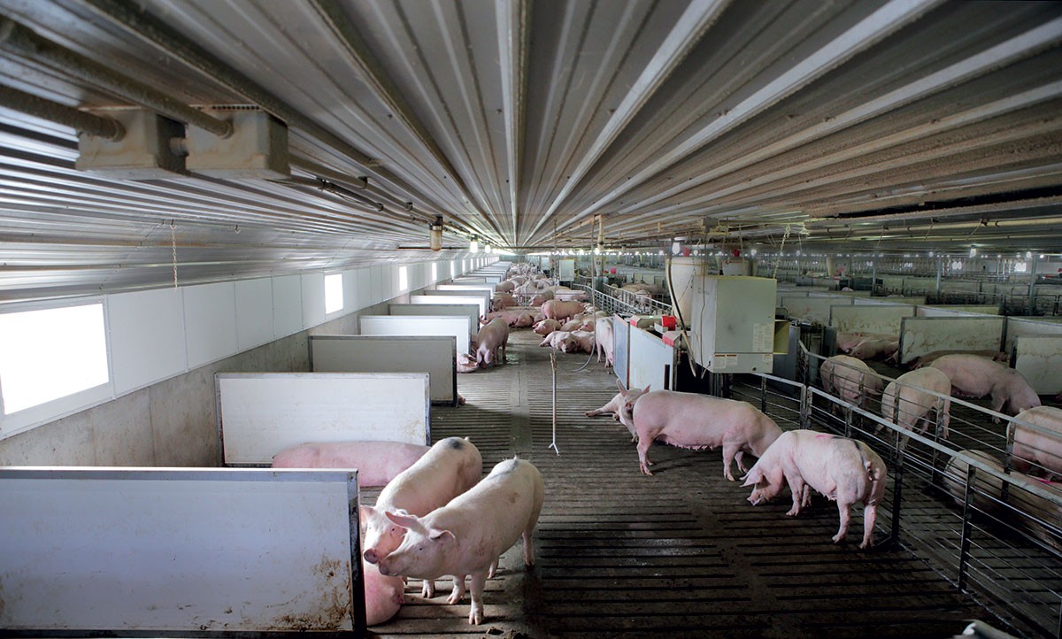 猪舍防暑降温的最佳方法,冬季养猪场怎么通风与保暖