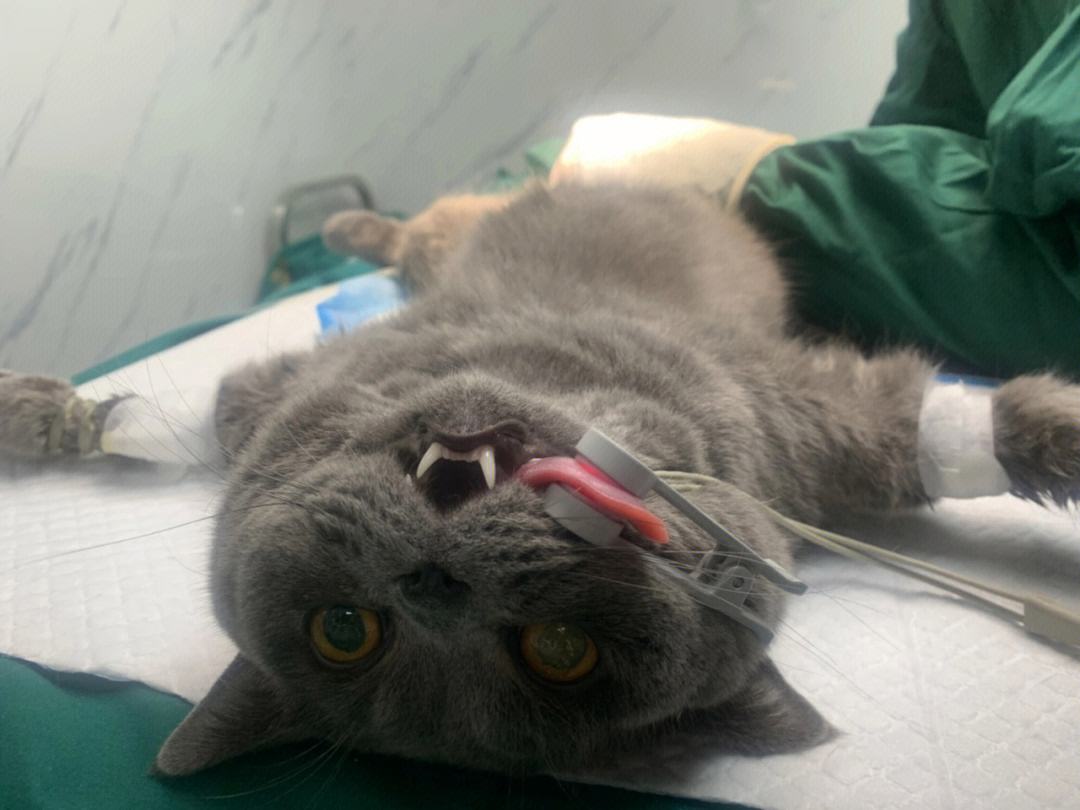 公猫拆蛋后的样子变化,公猫拆蛋后的变化