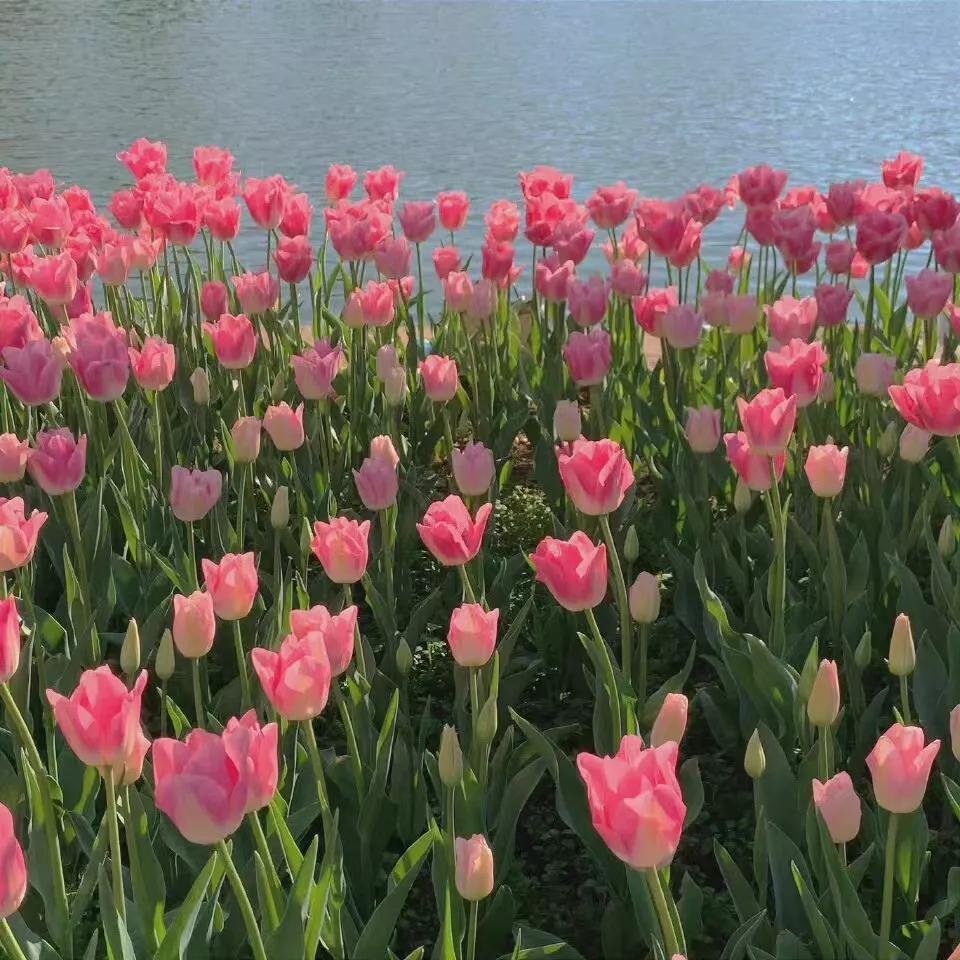 黑色背景郁金香高清图片,粉色郁金香背景视频