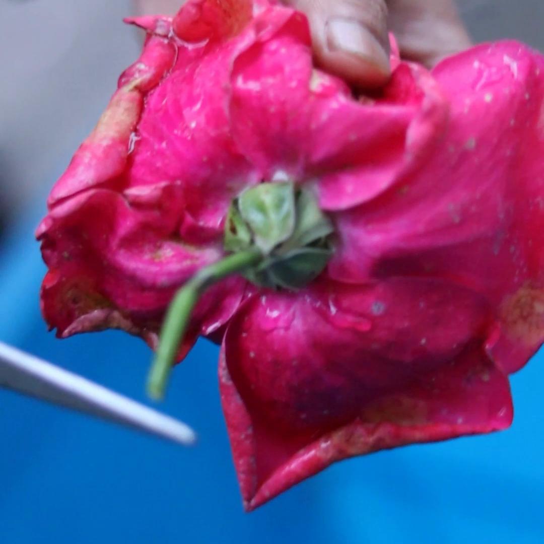 浅粉色月季花怎么晒干做茶,红茶花怎么做干花