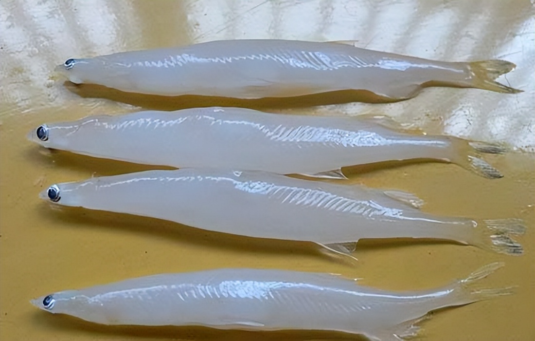 如何区别认识市面上常见的几种鱼,各种鱼怎么分类