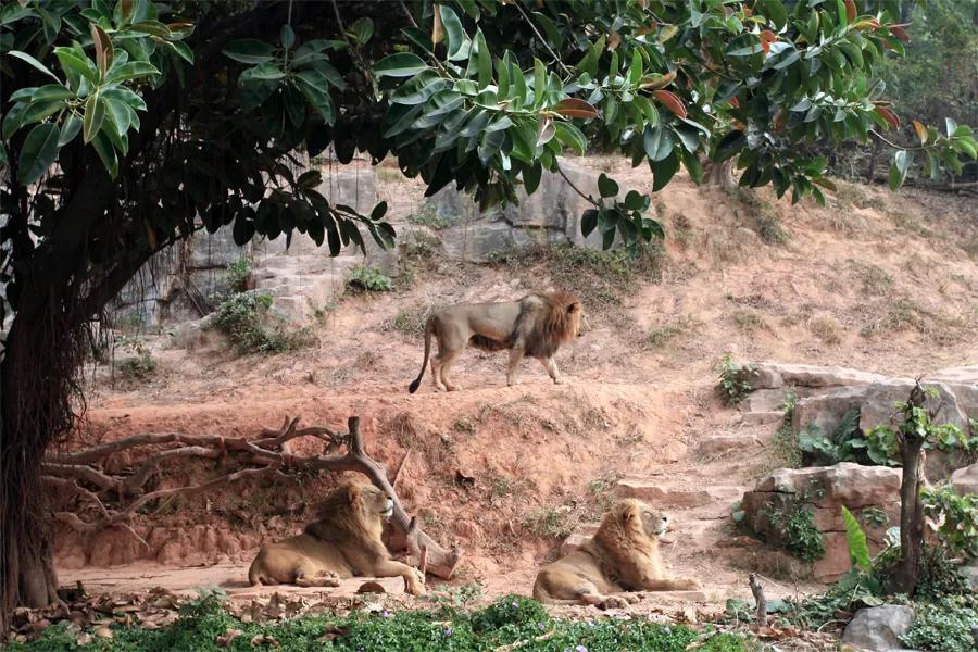 广州长隆野生动物园全部动物,广州长隆野生动物园所有动物介绍
