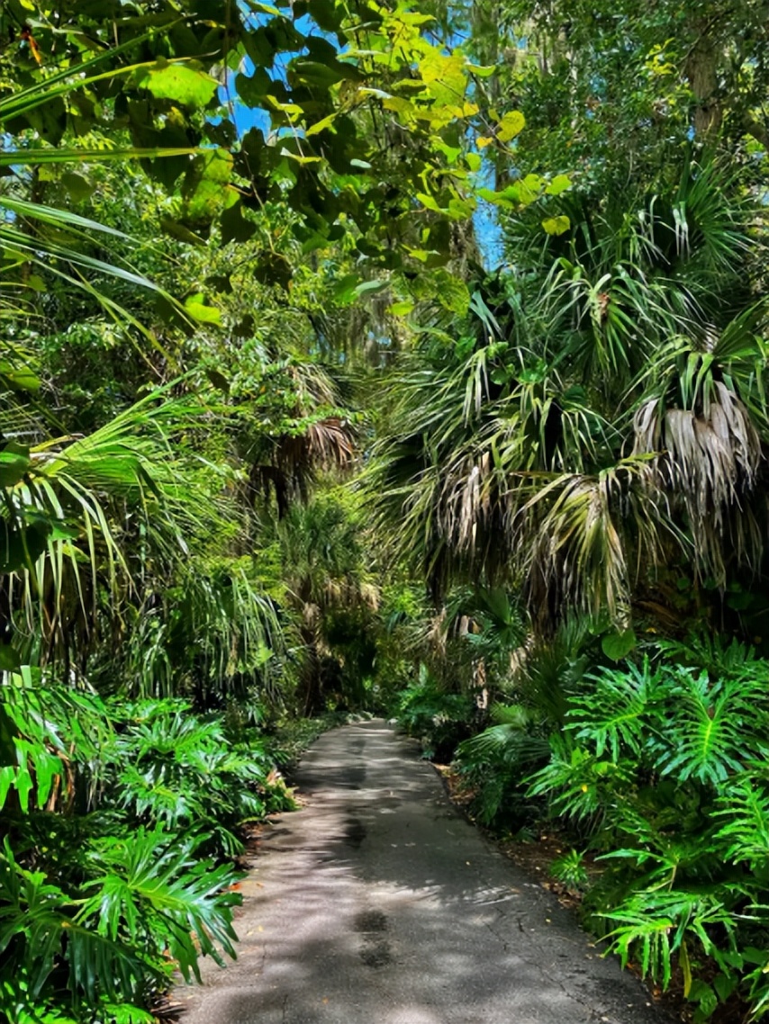 热带雨林是地球之肺教学视频,热带雨林是开发还是保护