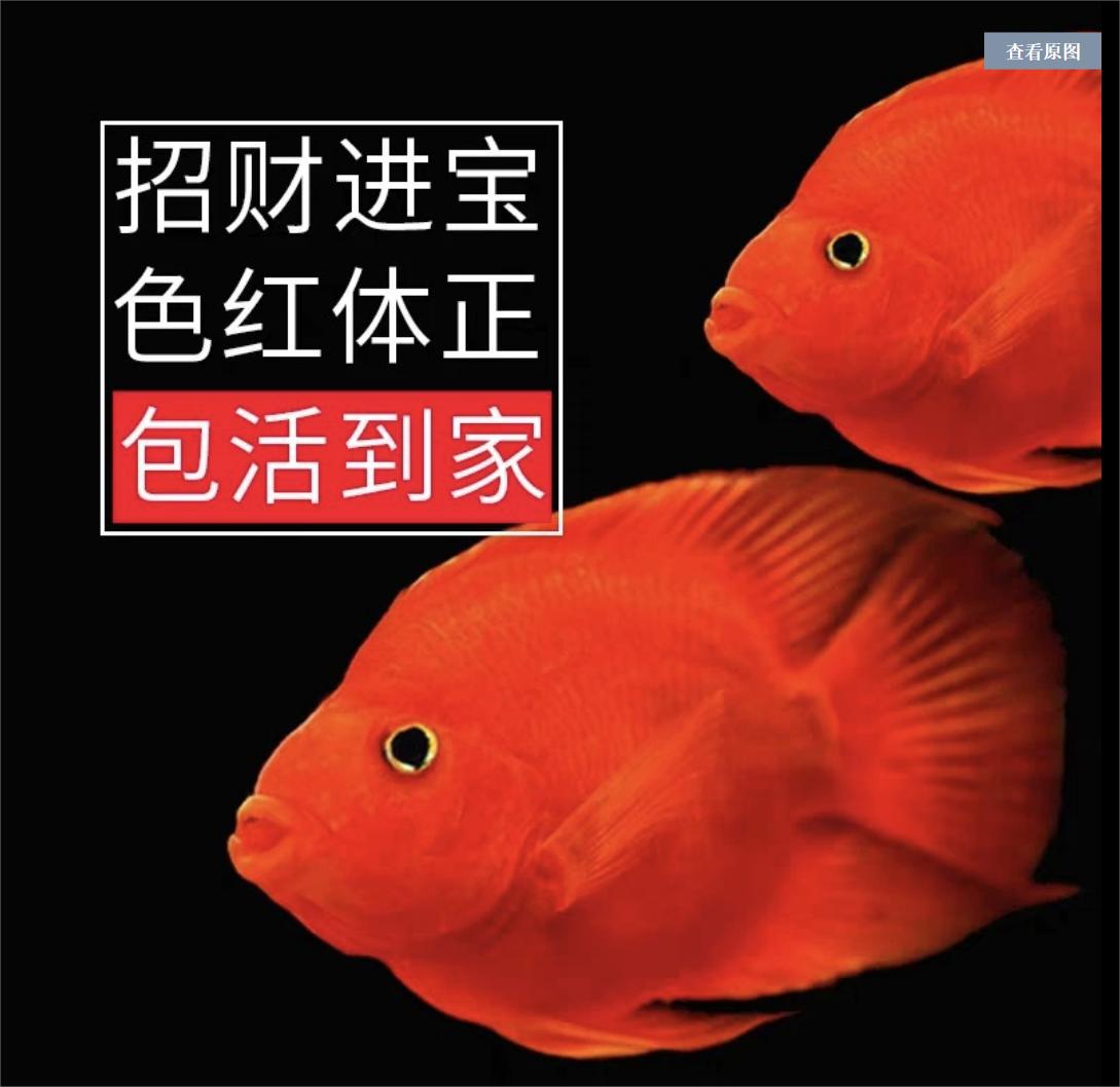 基因缺陷的人造杂交鱼，竟给台湾省赚到20亿外汇？背后真相太残忍