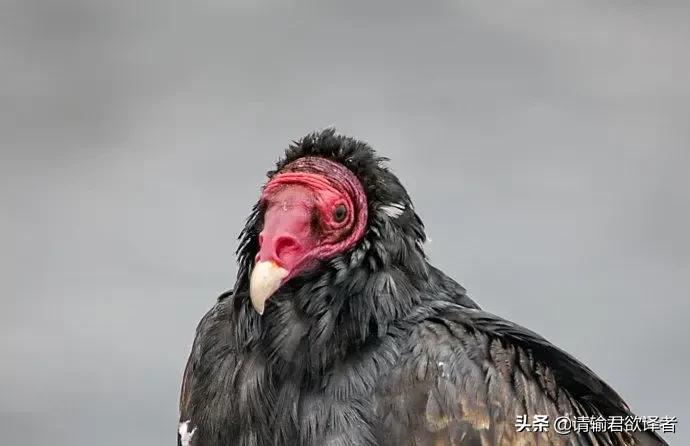 海底知识大全关于动物和植物,我们了解到了很多动物的知识