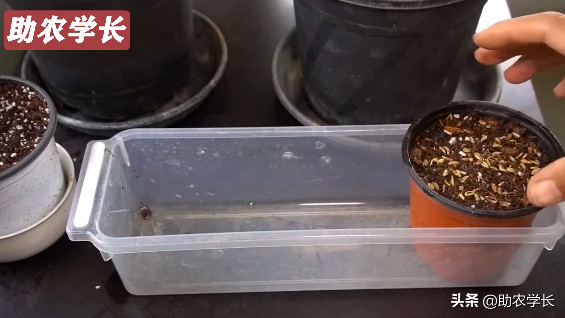 火龙果种子种植到结果的技术方法,如何培育火龙果又大又甜