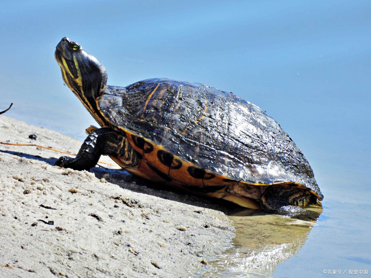 巴西龟喜欢吃什么食物啊,巴西龟最喜欢吃什么食物呢