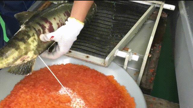 国内的假三文鱼是什么鱼,哪种才是真正的三文鱼