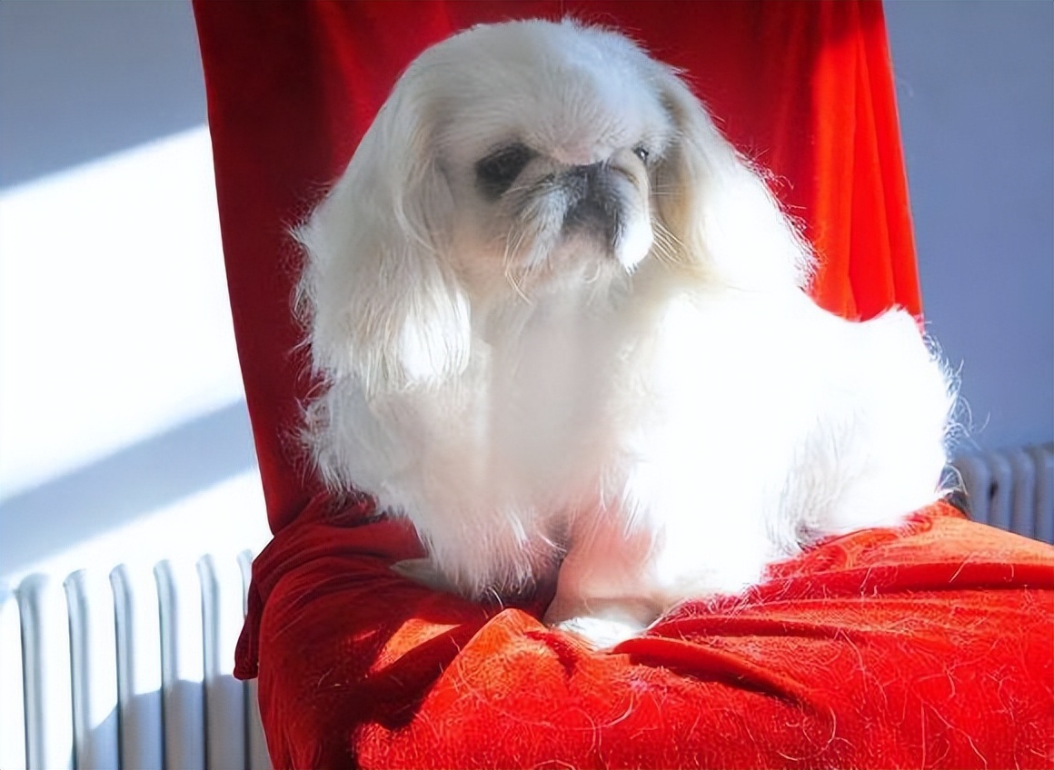 30种常见犬图片,40种常见名犬图片