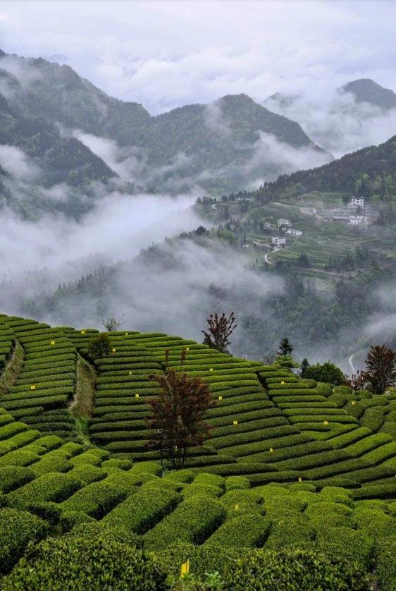 湖北春茶,湖北春茶叫什么