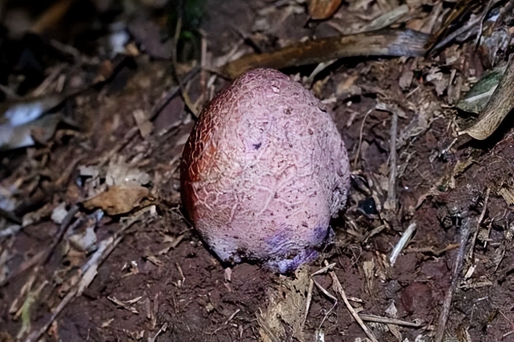 竹荪八珍,美食八珍之一竹荪