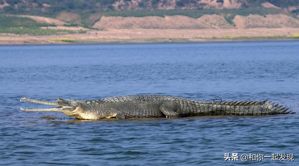 青蛙透明血管,青蛙有无血管