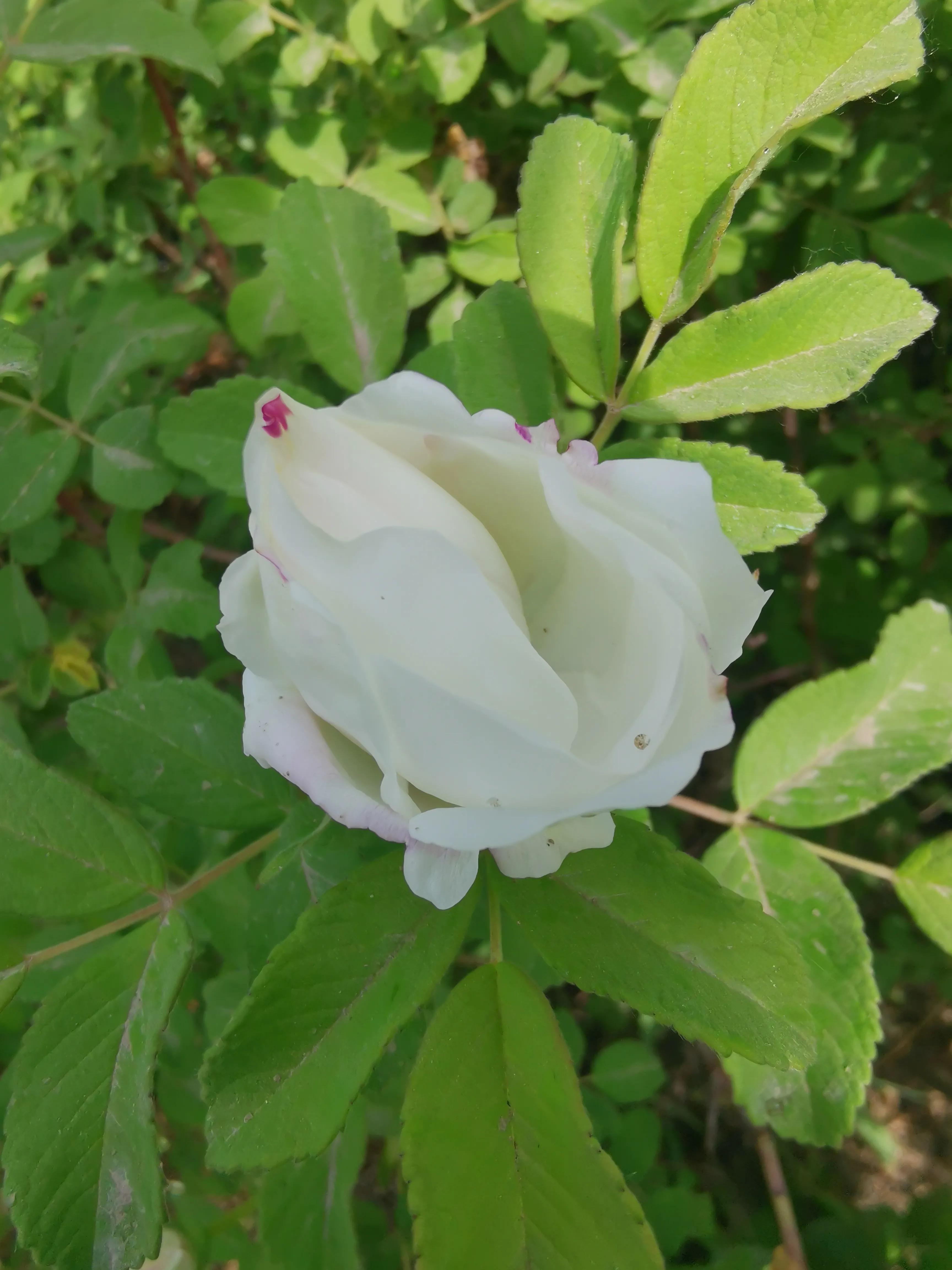 像玫瑰花绽放七律,七律深秋鲜花绽放