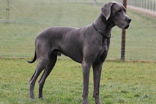 简述犬美容的十二步骤,如何学习给狗狗美容