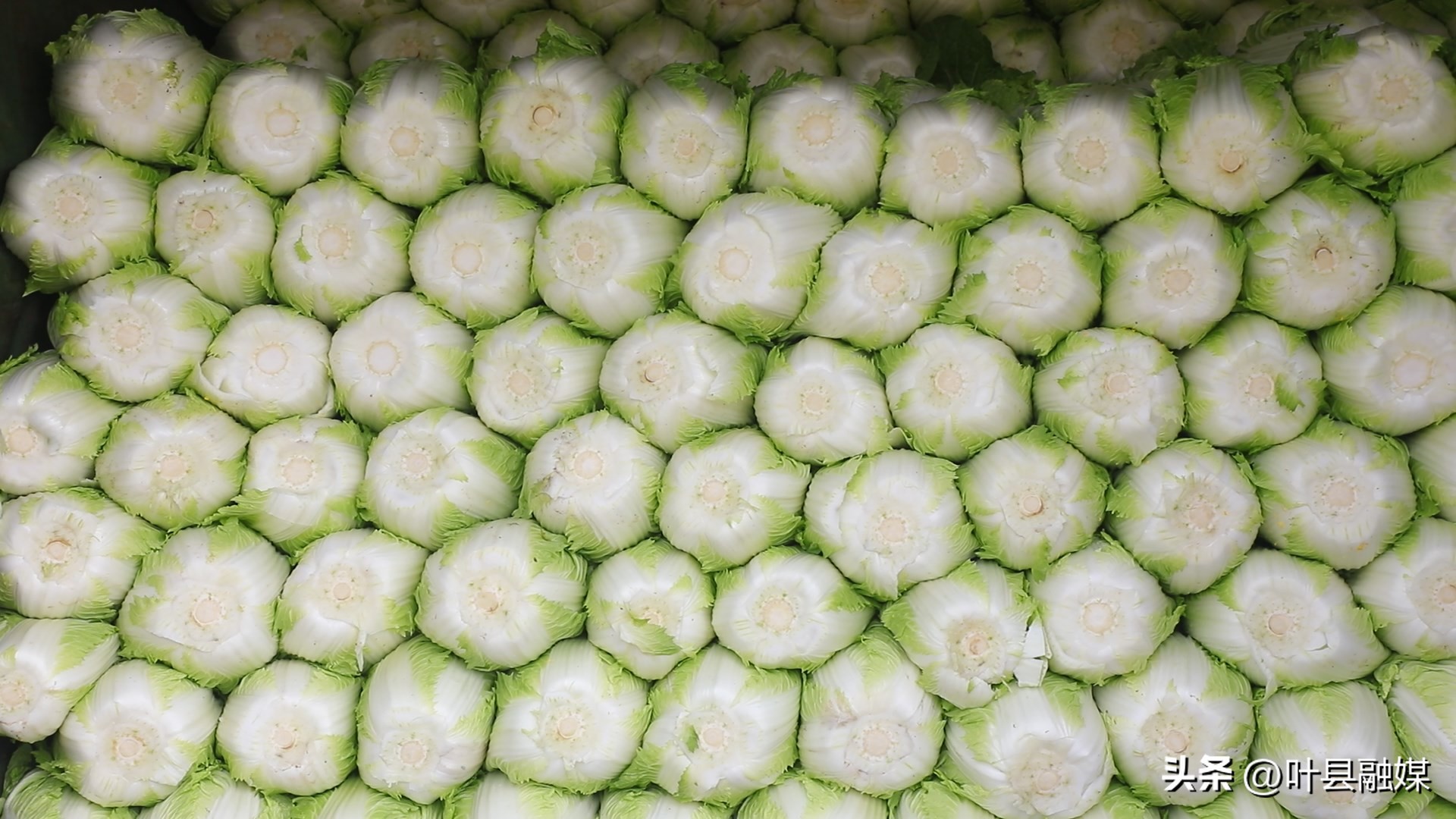 叶县旅游产业发展前景,叶县致富创业办厂