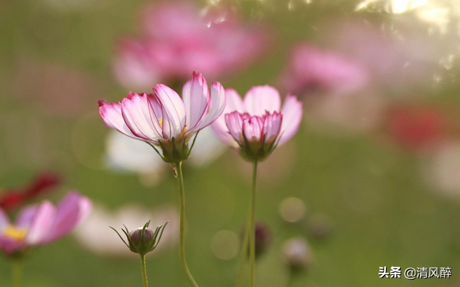 儿子母亲节暖心简短文案,母亲节向日葵暖心简短文案