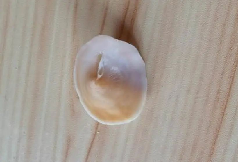 海南海鲜贝类有哪些,海南海鲜贝类