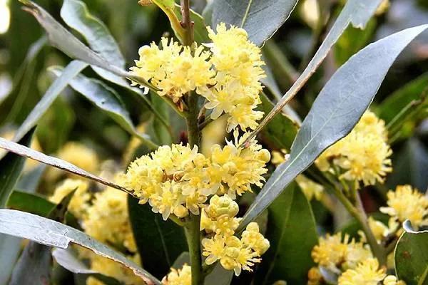 调味香叶是什么树的叶子,大料里的香叶是什么植物的叶子