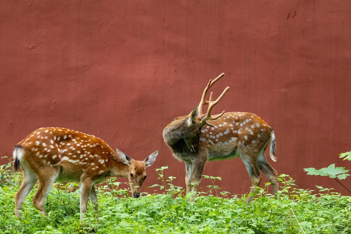 梅花鹿的养殖技术与管理技术,梅花鹿养殖技术
