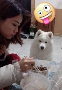 萨摩耶掉毛特别严重怎么回事,萨摩耶夏天掉毛快秃了