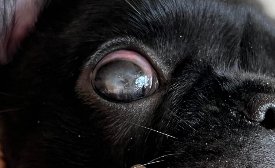 狗狗眼角膜溃疡怎么治疗,狗狗眼睛视网膜溃疡症状