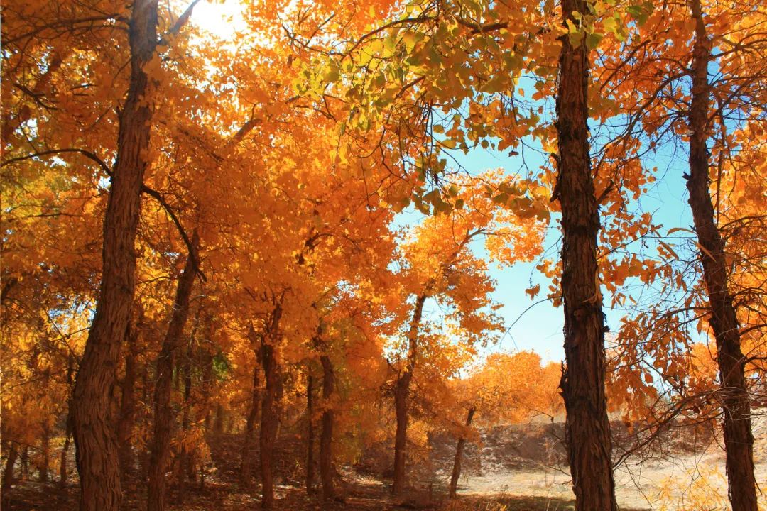 流失的珍贵壁画,一些壁画保留完整了几个世纪