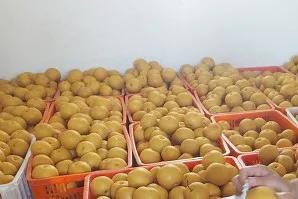 聊斋种梨完整版,聊斋种梨新编视频