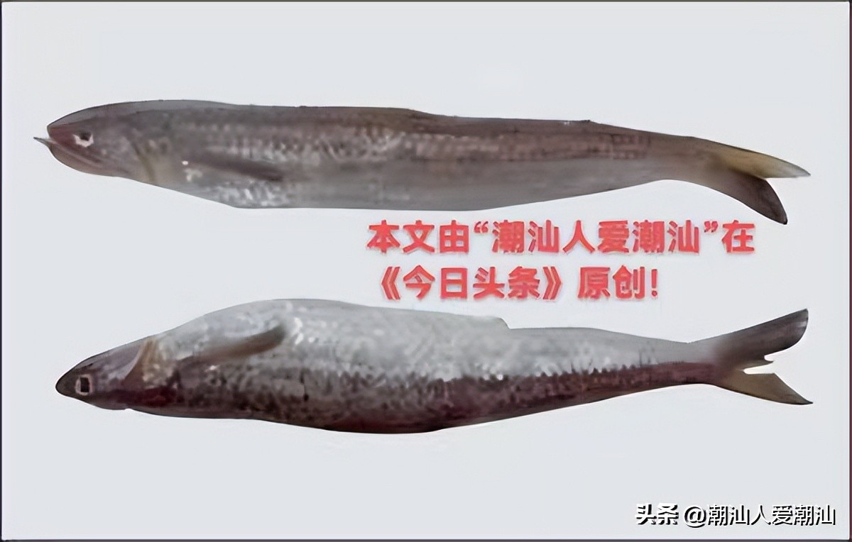 潮汕海鲜薄壳肉,潮汕各式海鲜海鲨