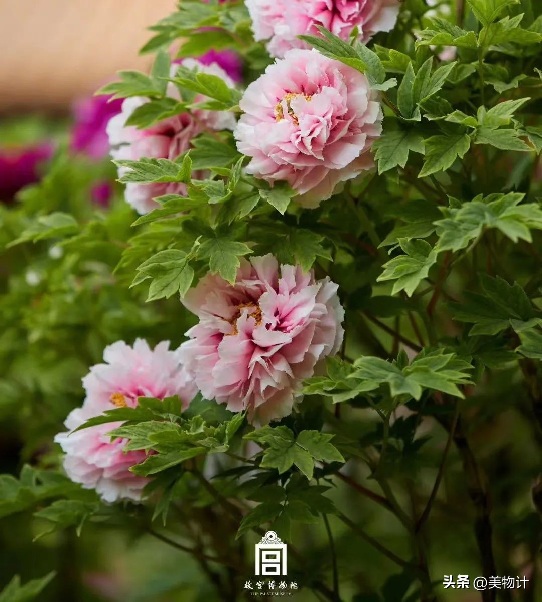 谷雨拥抱最后的一抹春色,谷雨阅尽春色万象更新