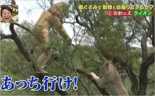 日本化痰止咳糖浆推荐,急支糖浆的效果