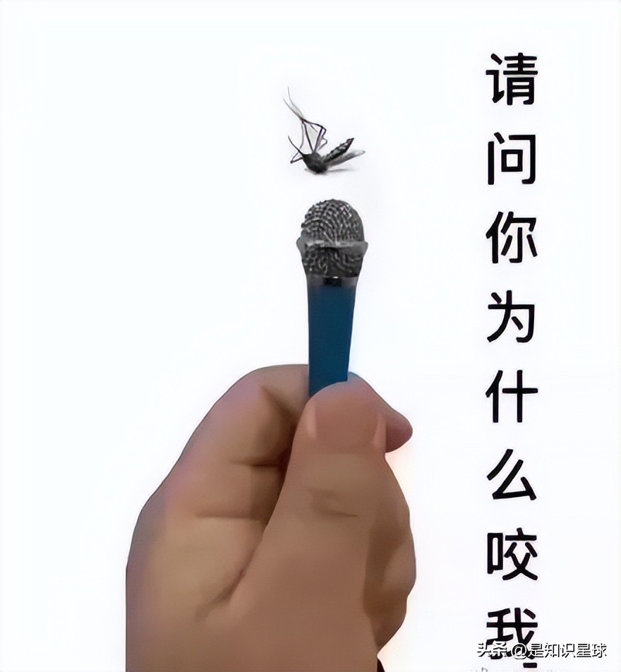 熊猫指头的特点,熊猫手指有几个指头